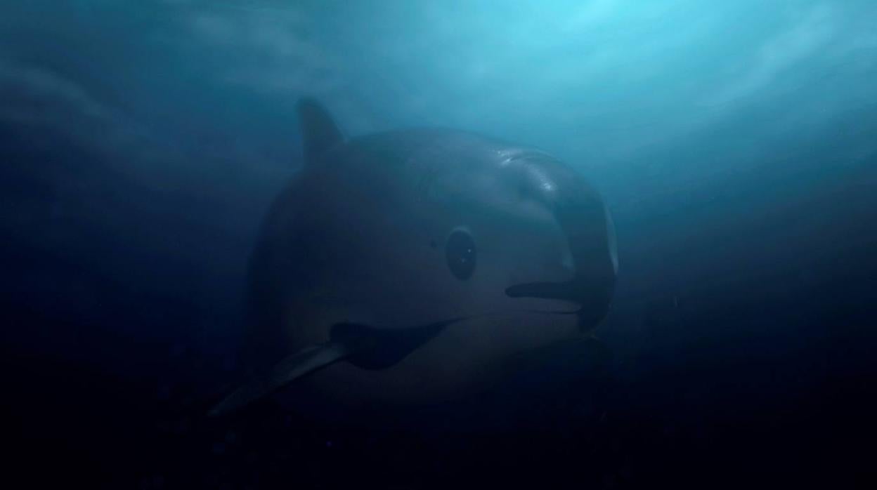 Vaquita