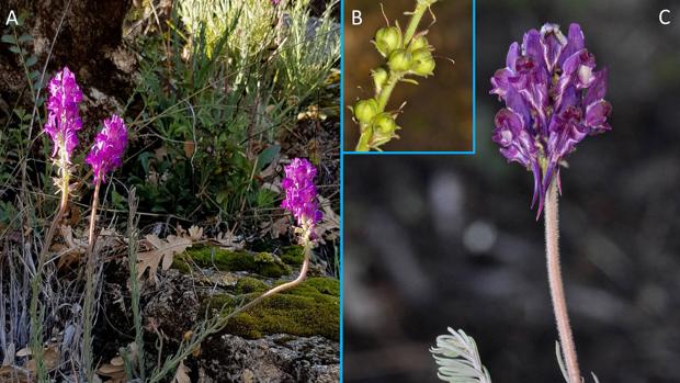 Descubren una nueva especie de planta en la sierra de Gredos