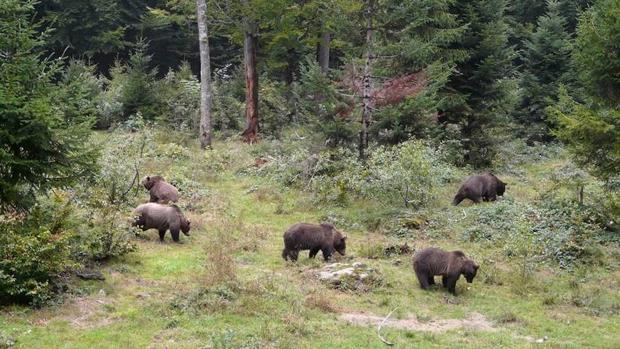 La osezna «Saba» será liberada «en los próximos días» en Picos de Europa