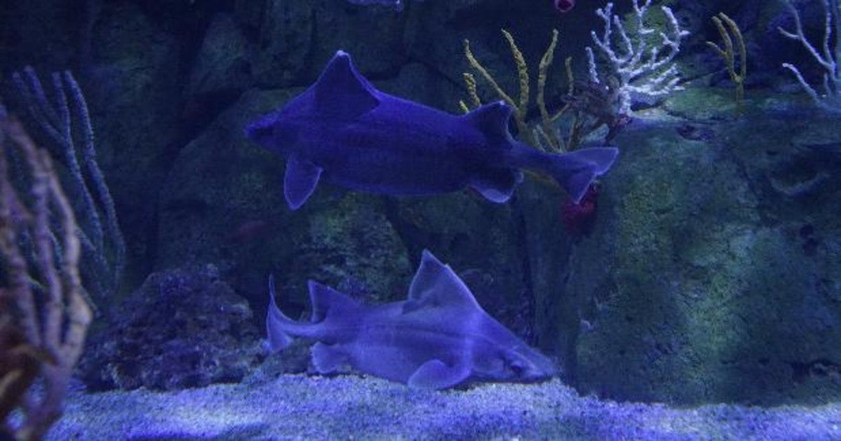 Peppa y Babe, única pareja en el mundo de tiburones cerdo en un acuario