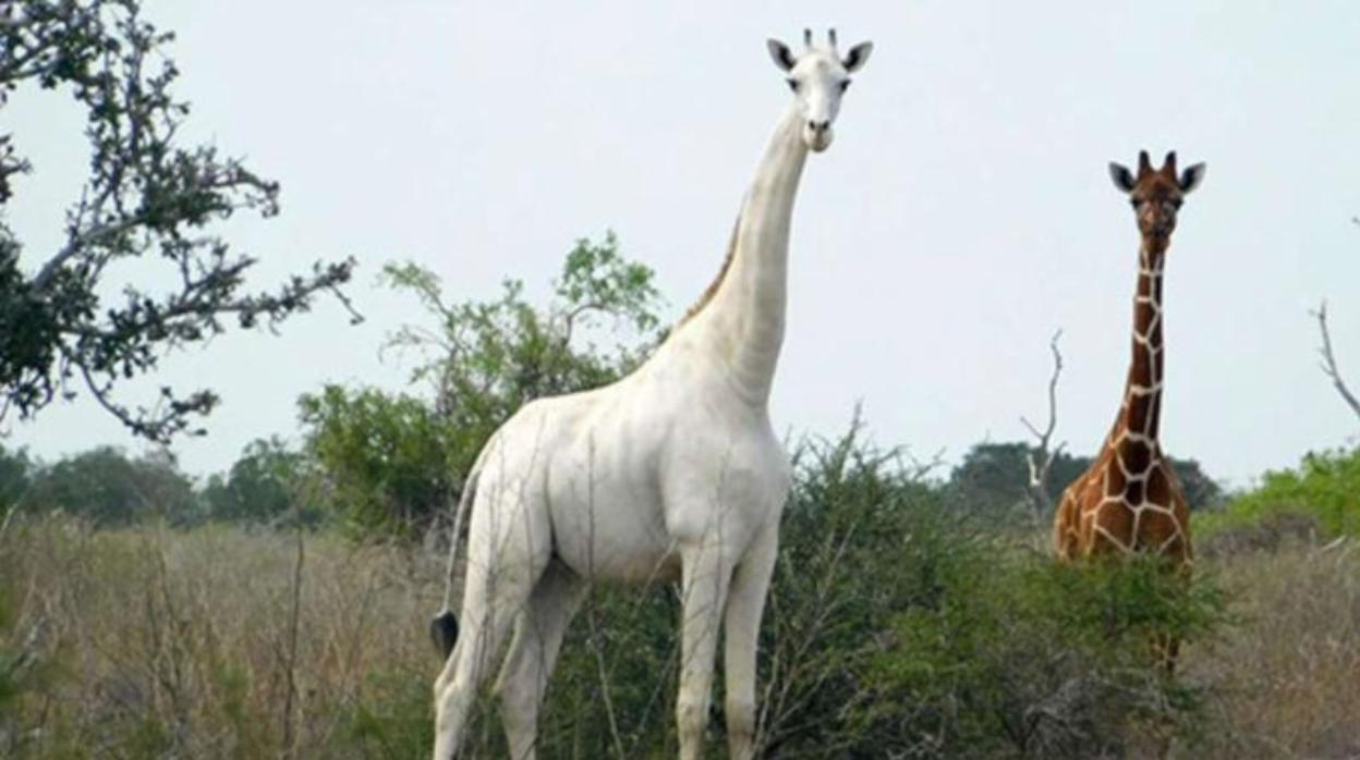 Un ejemplar de jirafa blanca fotografiado en 2017