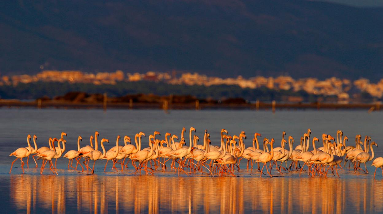 Flamencos en la reserva de la biosfera de las Terres de l'Ebre (Tarragona)