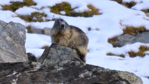 El dialecto de la marmota