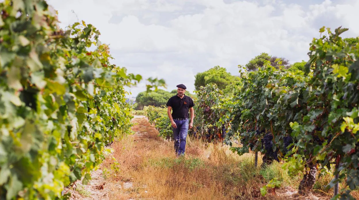 Sergio Ávila asegura que la mejor planta para un viñedo es la planta del pie, recorrerlo milímetro a milímetro para conocer sus necesidades