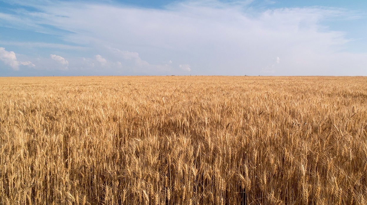 Campo de cereal