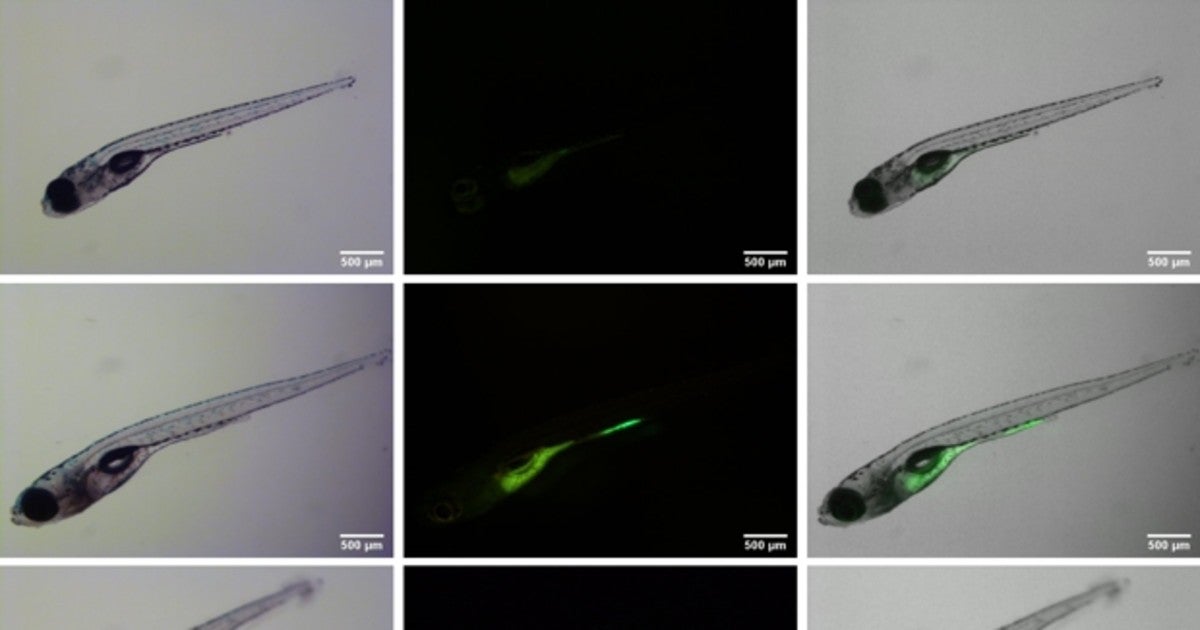 Acumulación de microplásticos (en verde) en embriones de pez cebra