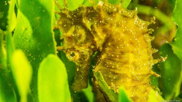 «Seahorse project», protección y conservación de peces sin escama