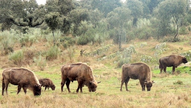 Tiempos de rewilding