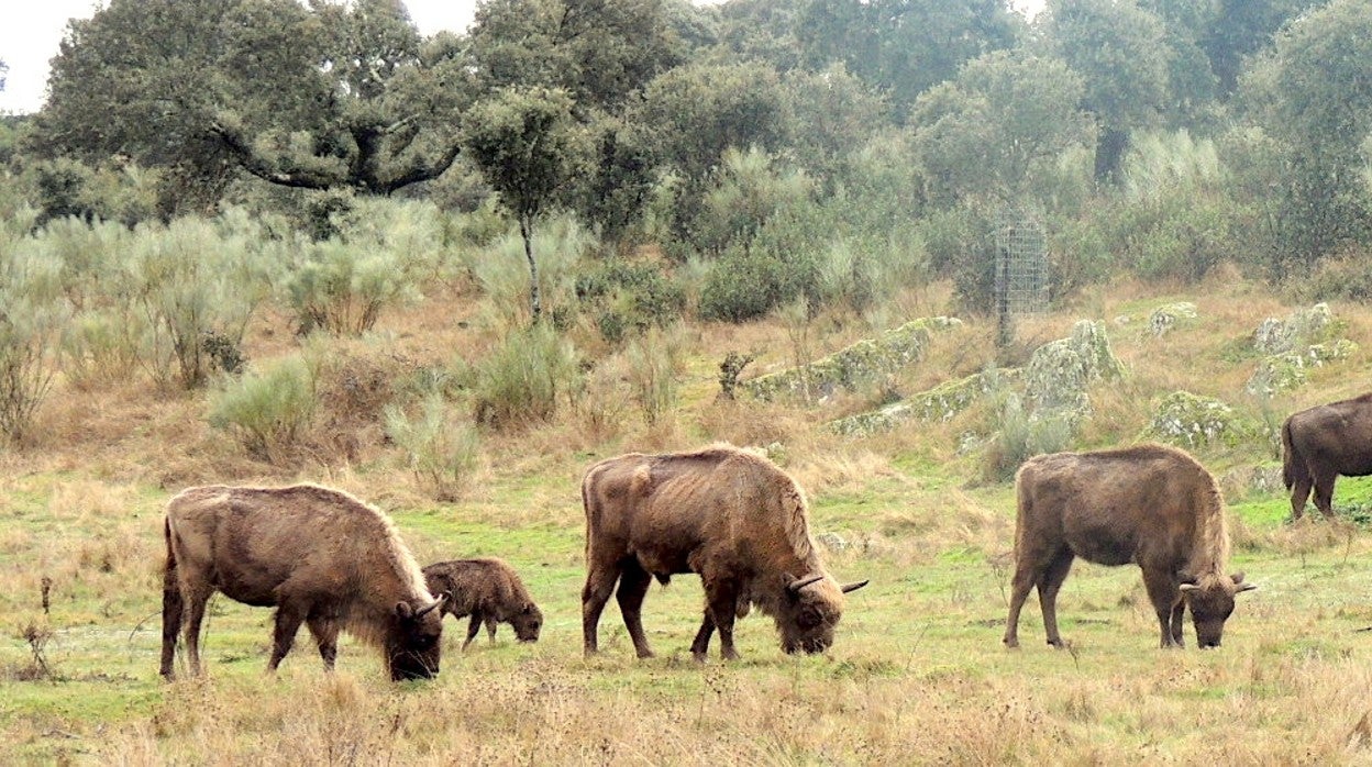 Bisontes pastando libremente en una de las reservas que existen en España