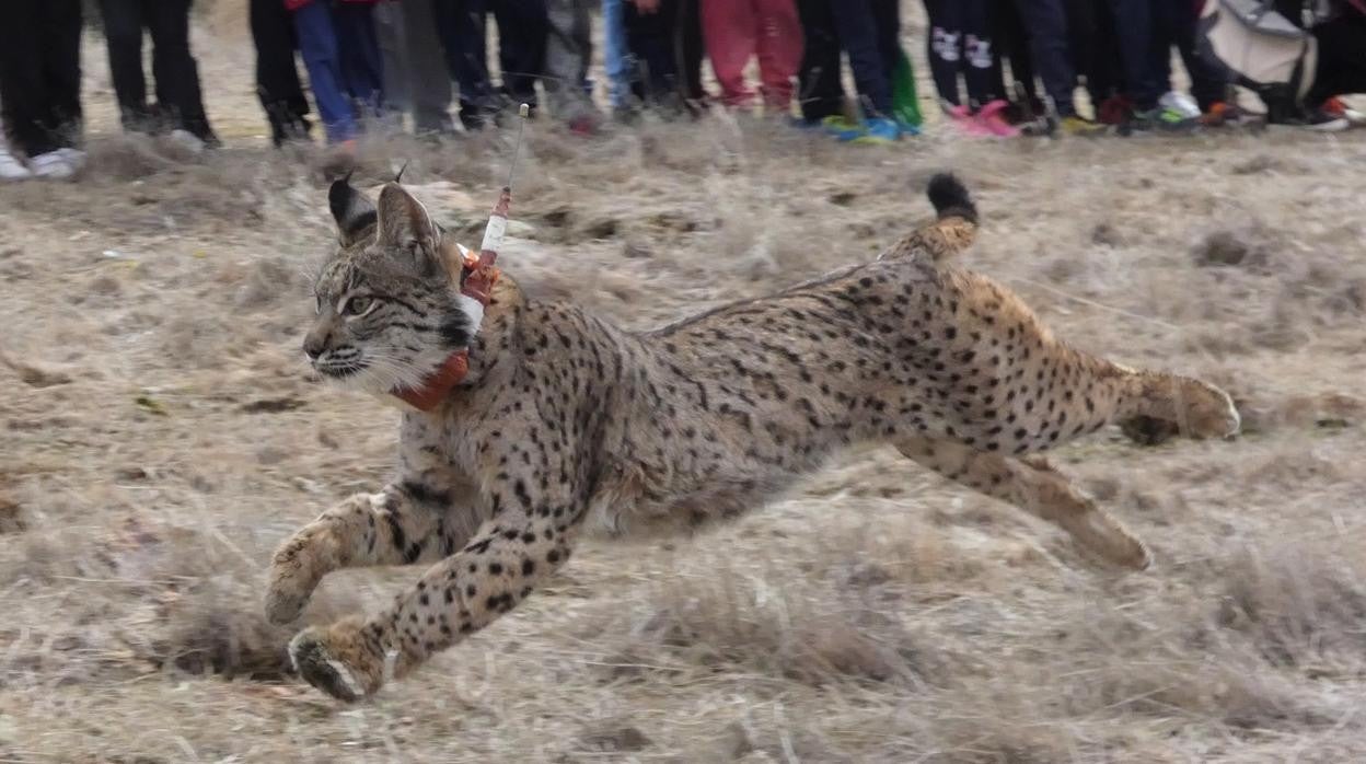 Suelta de un ejemplar de lince ibérico en