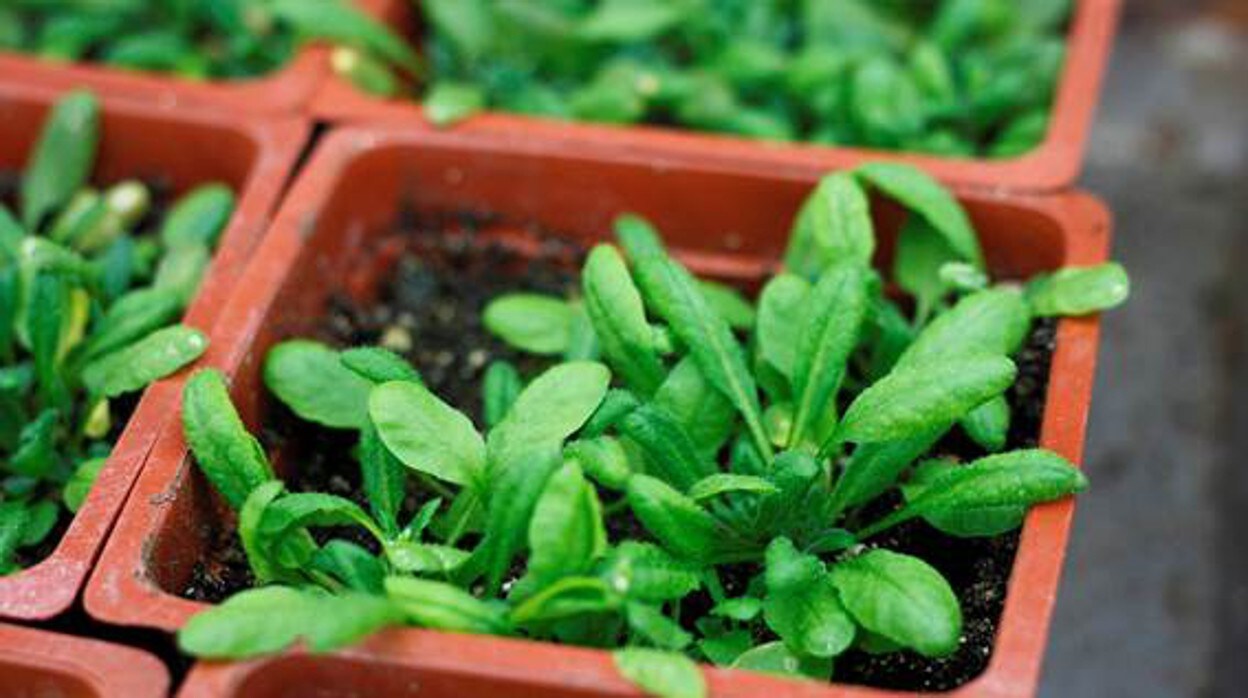 Planta 'Arabidopsis thaliana' plantada en un laboratorio.
