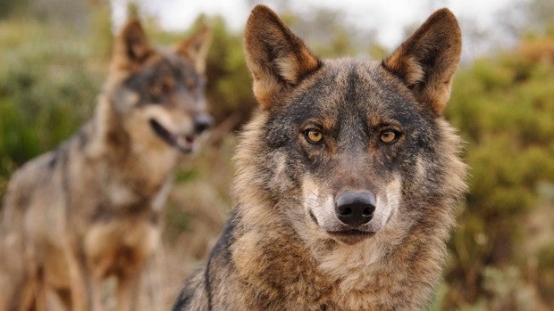 Día histórico para el lobo