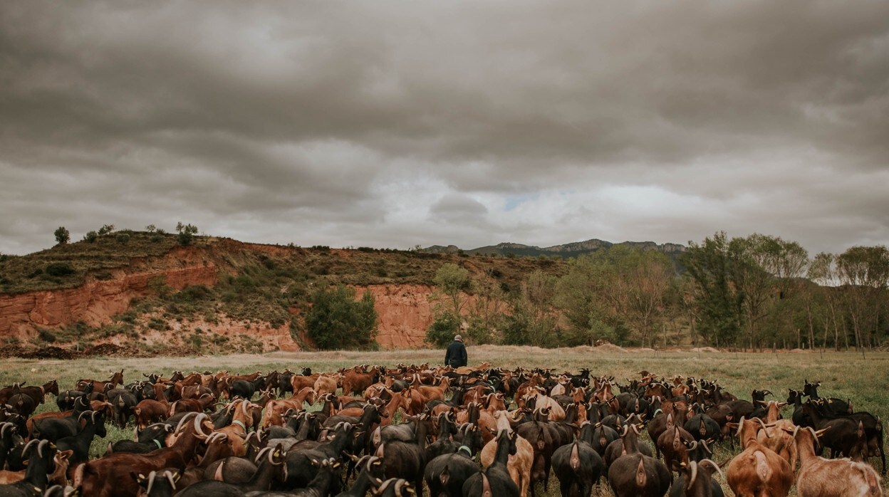 La acción sobre los pastos de las cabras limpia los campos y evita incendios forestales