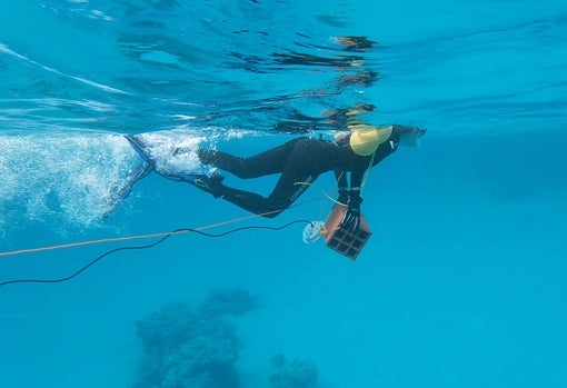 Trabajo de campo con un altavoz acuático en el Mar Rojo