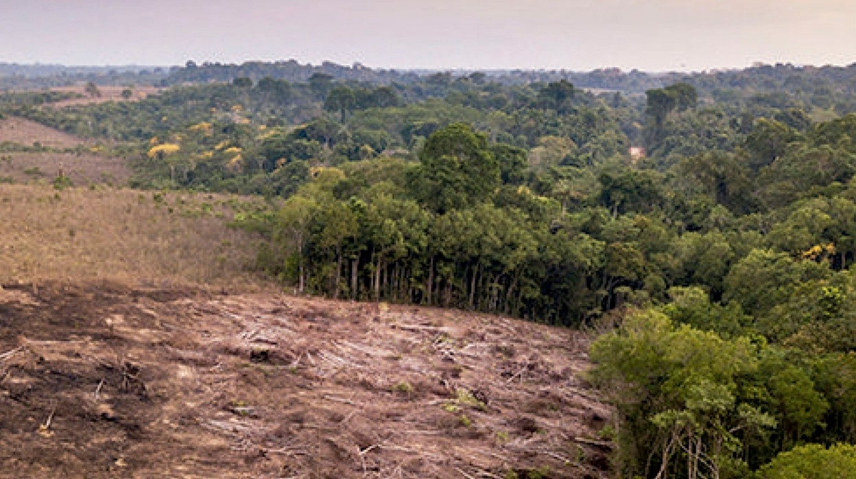 El comercio de la UE provoca deforestación tropical y la destrucción de otros ecosistemas en todo el mundo.
