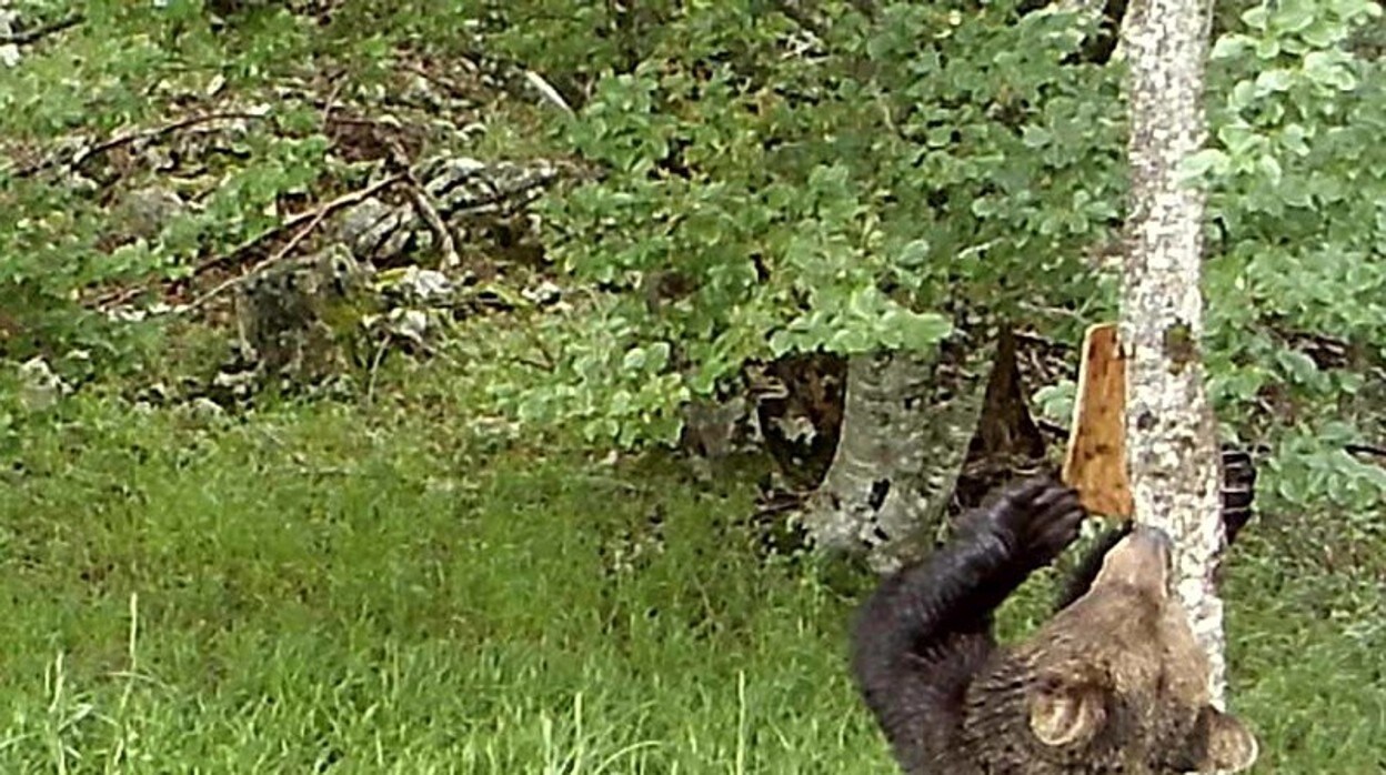 Un oso pardo retira la corteza con la que los investigadores taparon marcas en un árbol