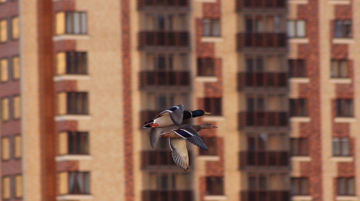 lapaLas áreas urbanas albergan una rica biodiversidad