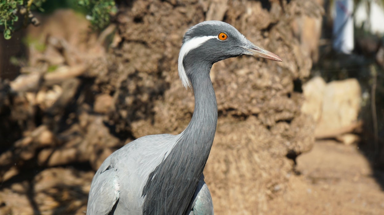 Especie de grulla extinta en España en el Oceanogràfic