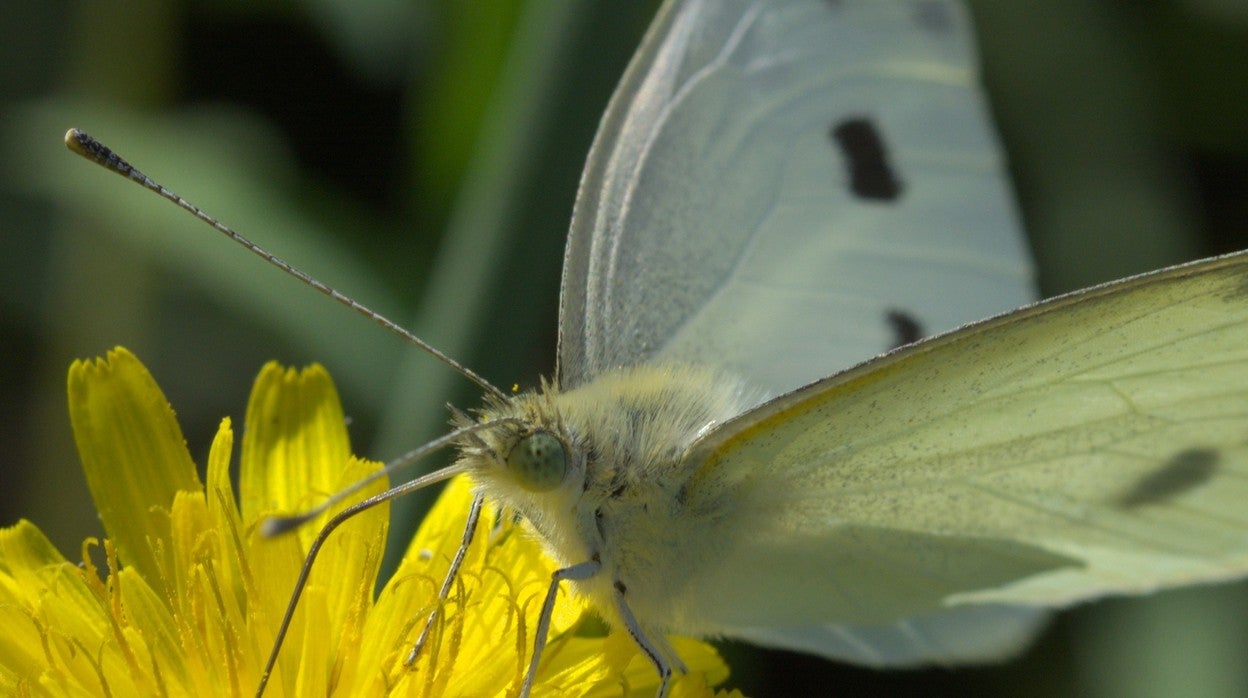 La blanquita de la col (Pieris rapae)es una de las mariposas más abundantes de la ciudad debido a su gran capacidad de movilidad ya su dieta generalista