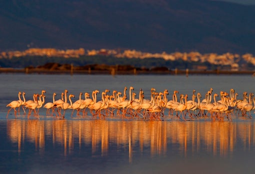 Flamencos en el Delta del Ebro