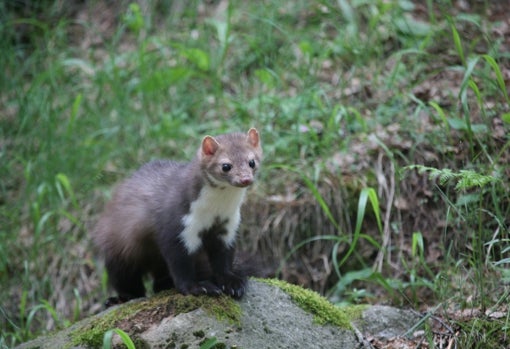 Fauna de la reserva de biosfera del Montseny