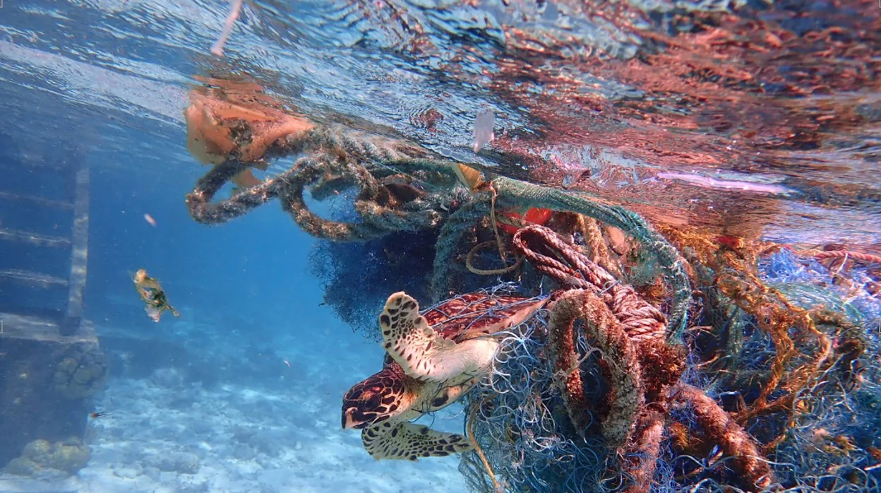 Las redes fantasmas provocan graves daños a las tortugas