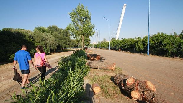 Una imagen de la tala de pinos llevada a cabo en 2015