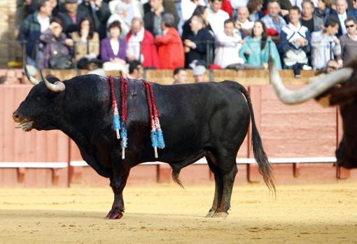 Arrojado, de la ganadería de Núñez del Cuvillo, indultado por Manzanares en 2011