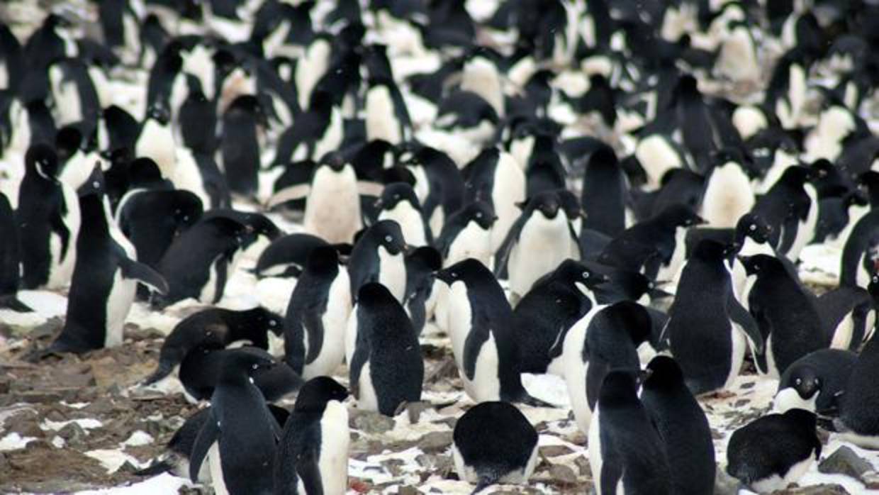 Ls Islas Danger tienen 751.527 parejas de pingüinos Adelia, más que el resto de la región de la Península Antártica en conjunto