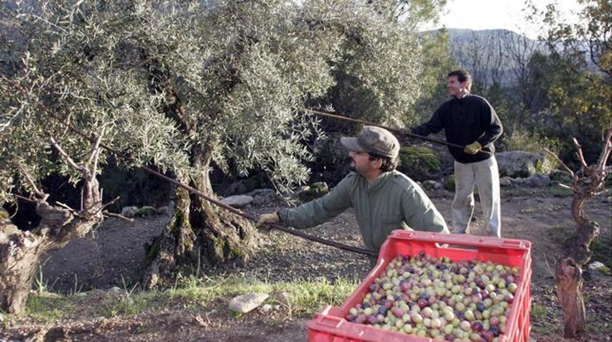 Dos agricultores recolectando aceituna