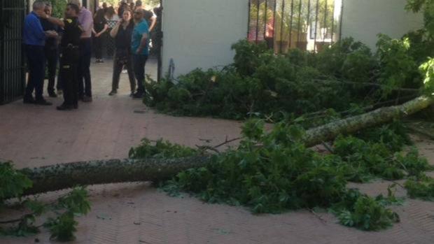 Juan Espadas dice que «no era previsible» la caída de la rama en el Alcázar que mató a un hombre