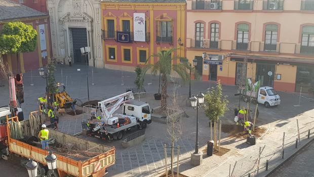 Comienza la plantación de los nuevos árboles en la plaza de San Lorenzo