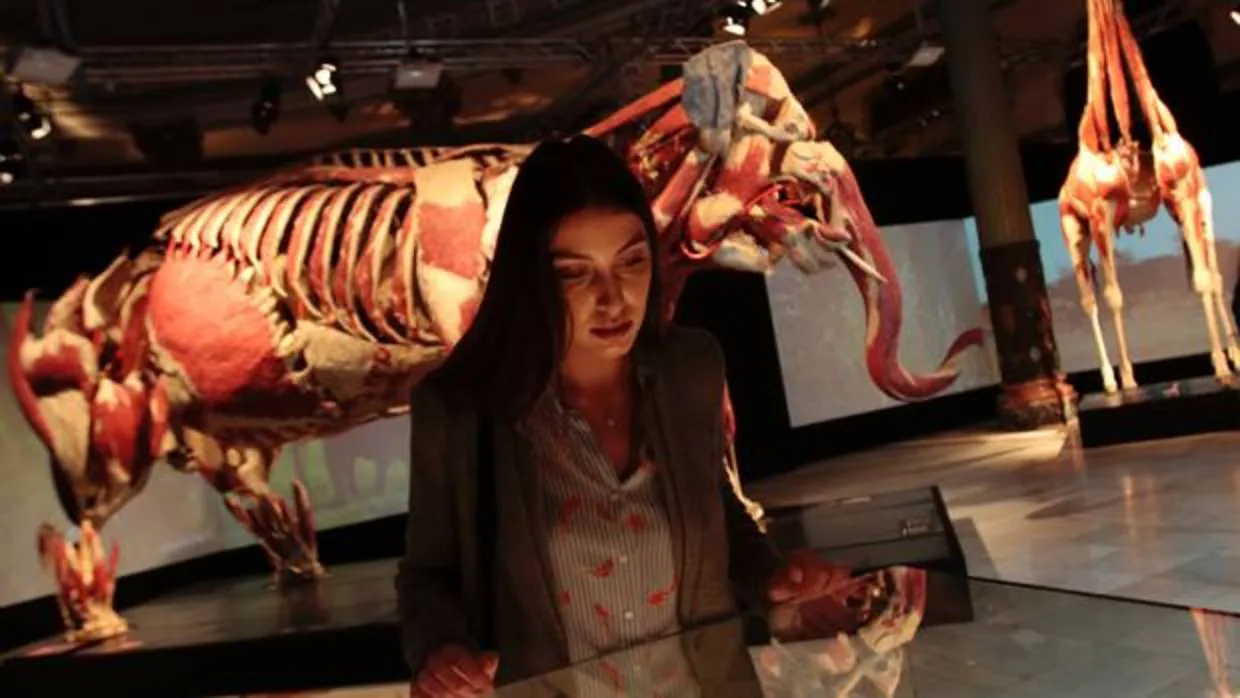 El Casino de la Exposición alberga todo un safari anatómico