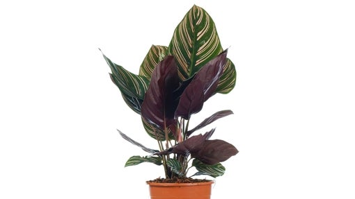 Calathea