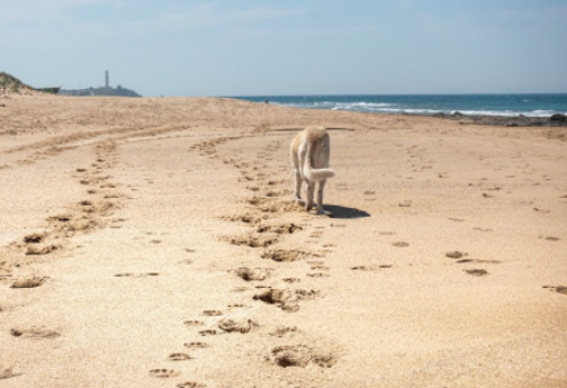 En Andalucía abundan las grandes playas en las que huir de las aglomeraciones. / Christopher Eden / Unsplash