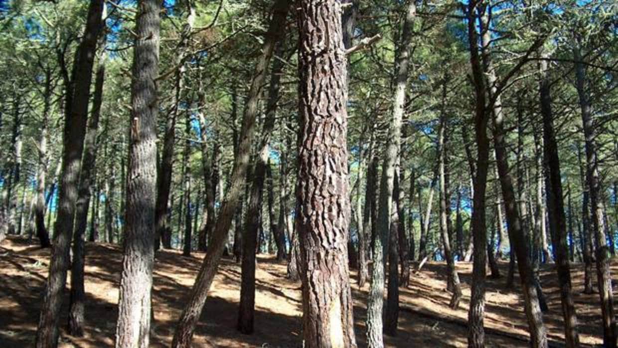 Vista de un bosque de pinos