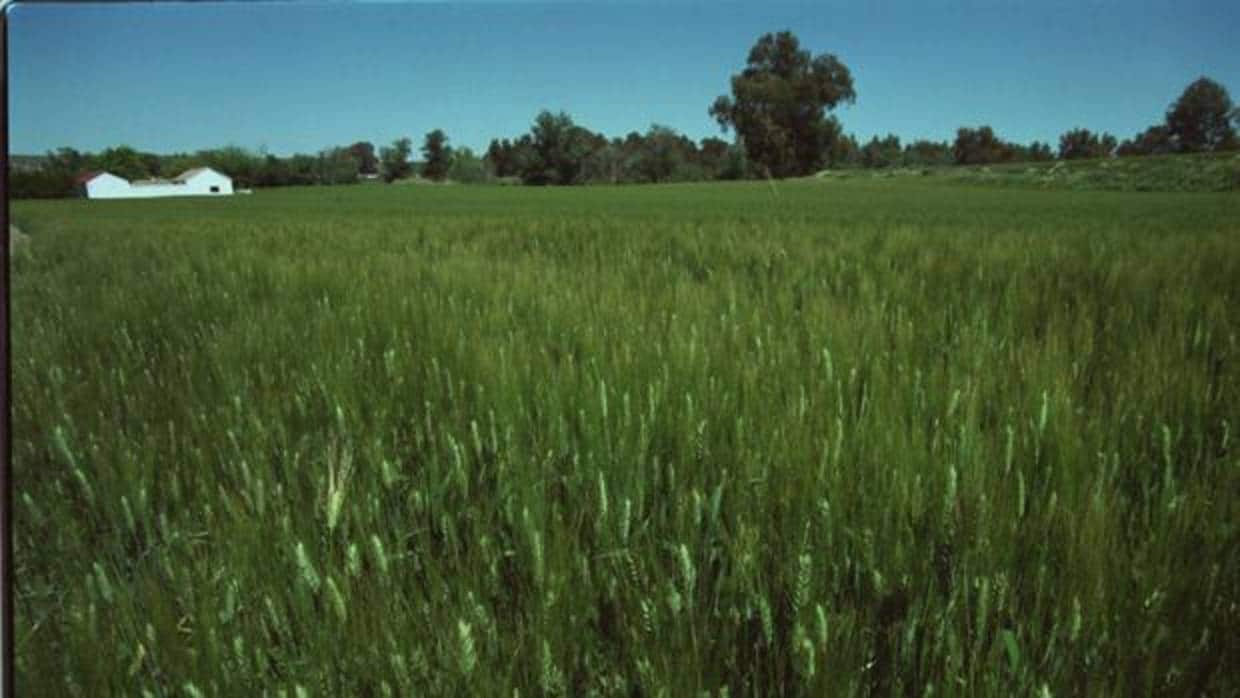Imagen de una plantación de cereales