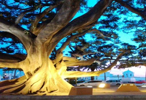 El ficus del Mora recientemente dañado al desprenderse una de sus principales ramas