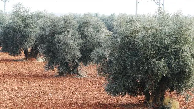 El olivar es un icono de Andalucía