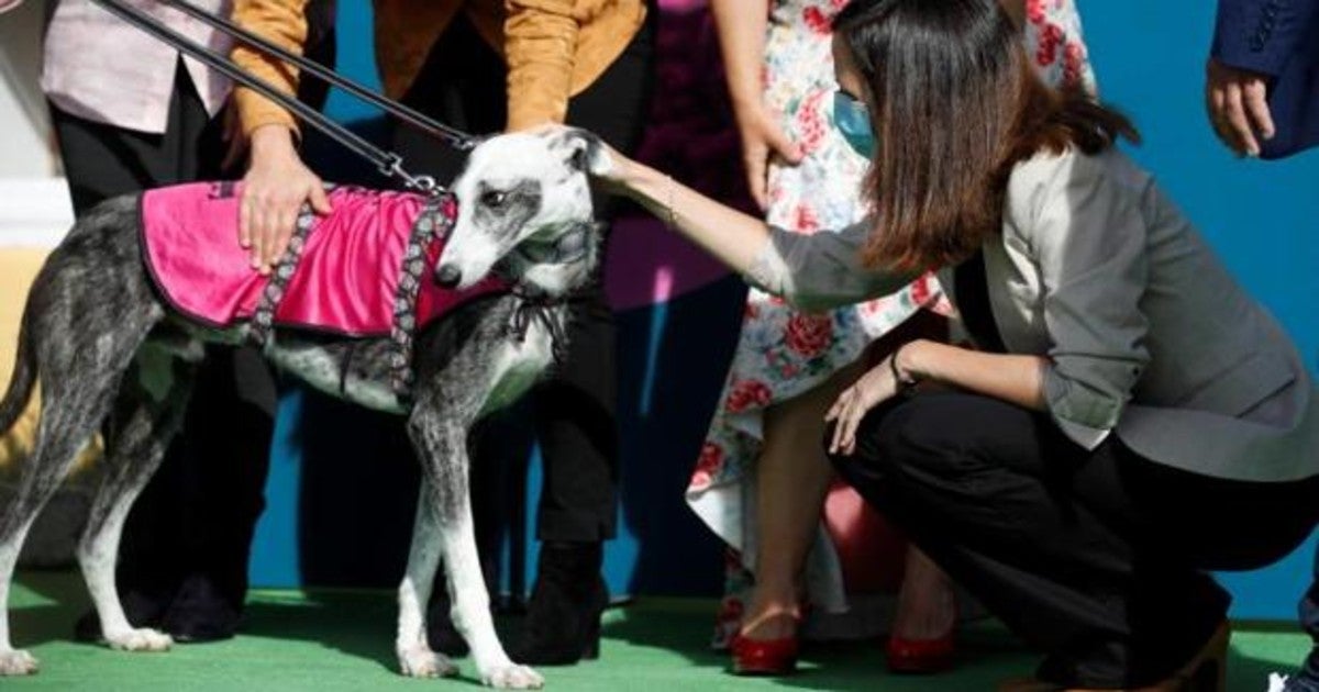 Ángel Antonio Herrera: Caniches con cursillo