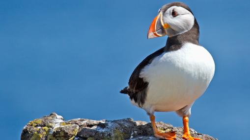 Conoce a los porgs y los «Caretakers» de la isla de Luke Skywalker