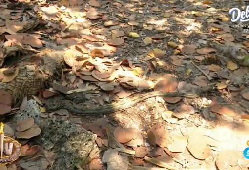 La serpiente que asustó a los superivivientes