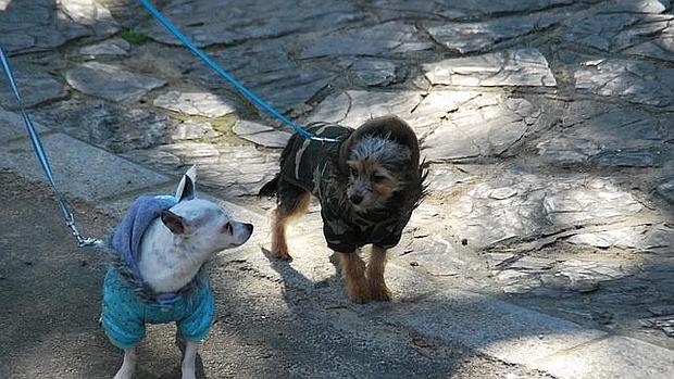 Dos perros durante la celebración de la festividad de San Antón