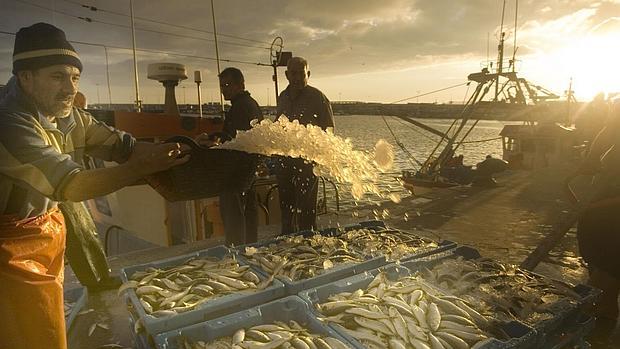 España aumenta en 330 toneladas su cuota de pesca de boquerón