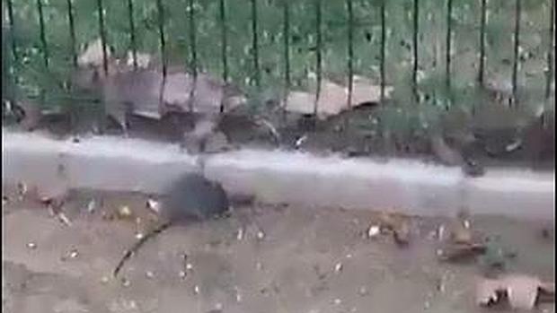 Un vídeo recoge la presencia de ratas en el barrio de San Severiano