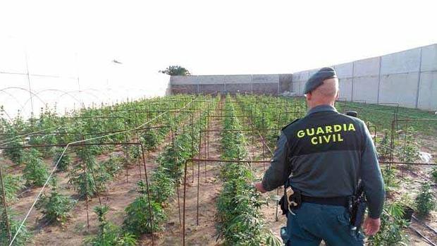 Intervienen 1.285 plantas de marihuana en dos invernaderos en Utrera y Los Palacios