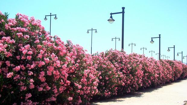 Diputación suministrará más de 40.000 especies vegetales en el Plan de Arbolado Urbano