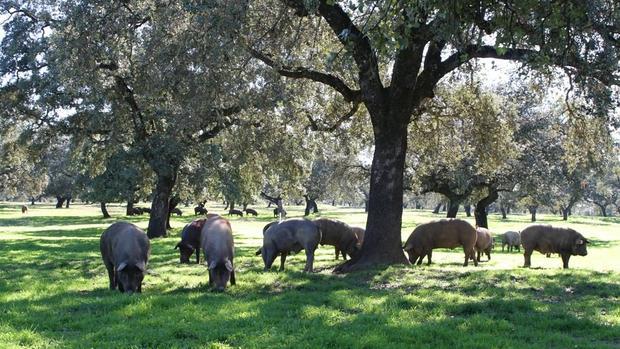 Los cochinos ibéricos de bellota están en plena montanera en la Sierra Norte