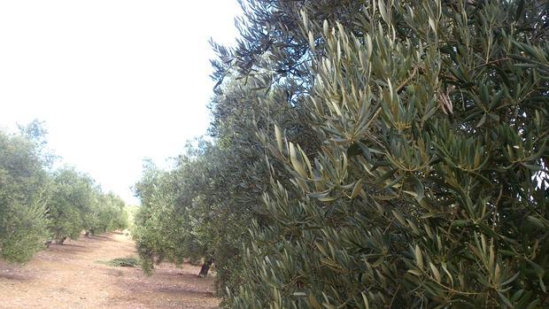 Los agricultores de Fuentes quieren competir en el sector de aceite de oliva, más rentable que el del cereal