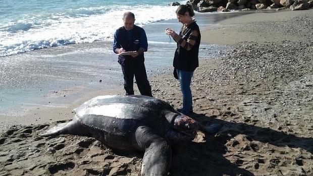 El misterio de las tortugas gaditanas